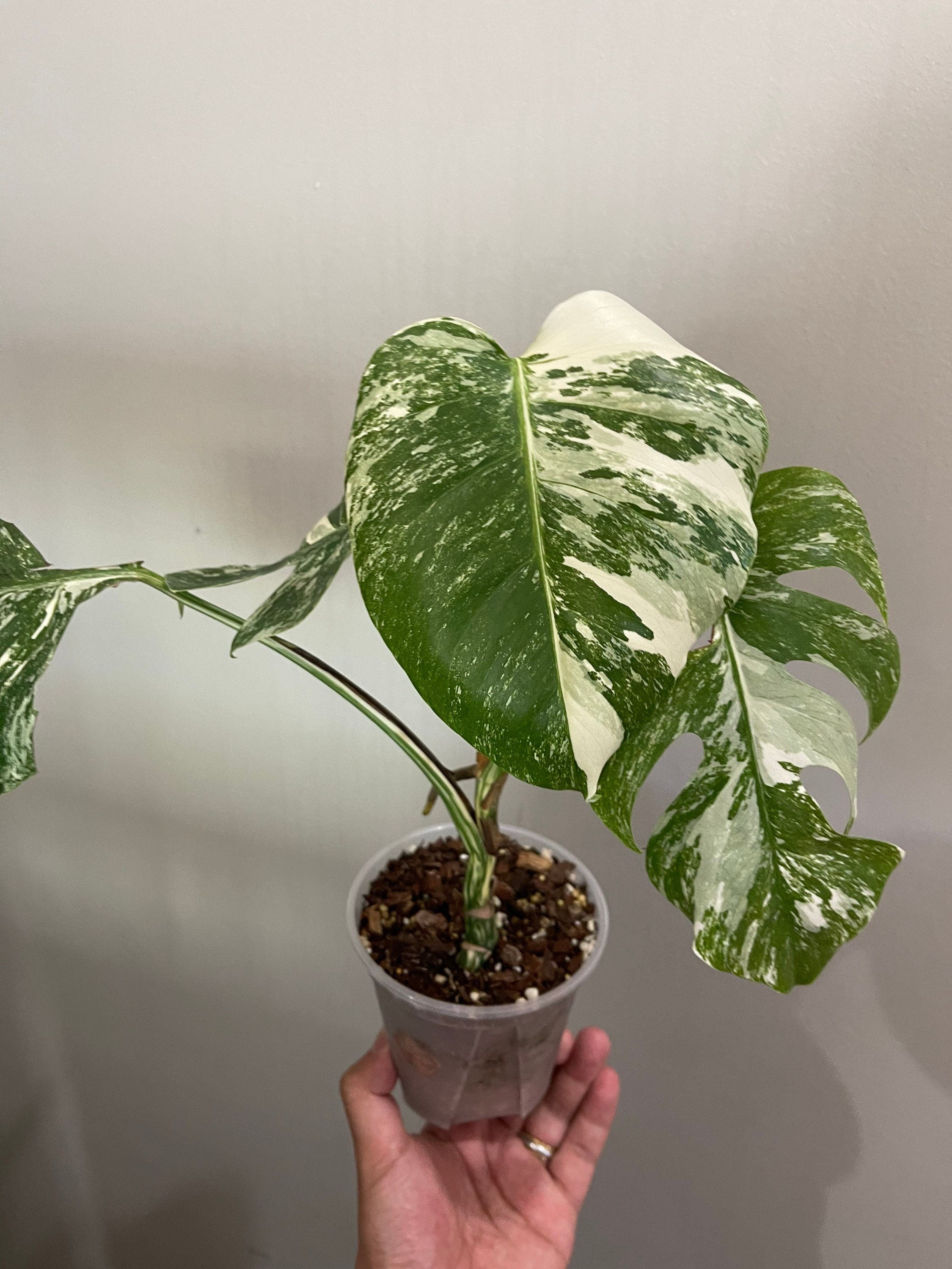 15+ Plant Water Catcher