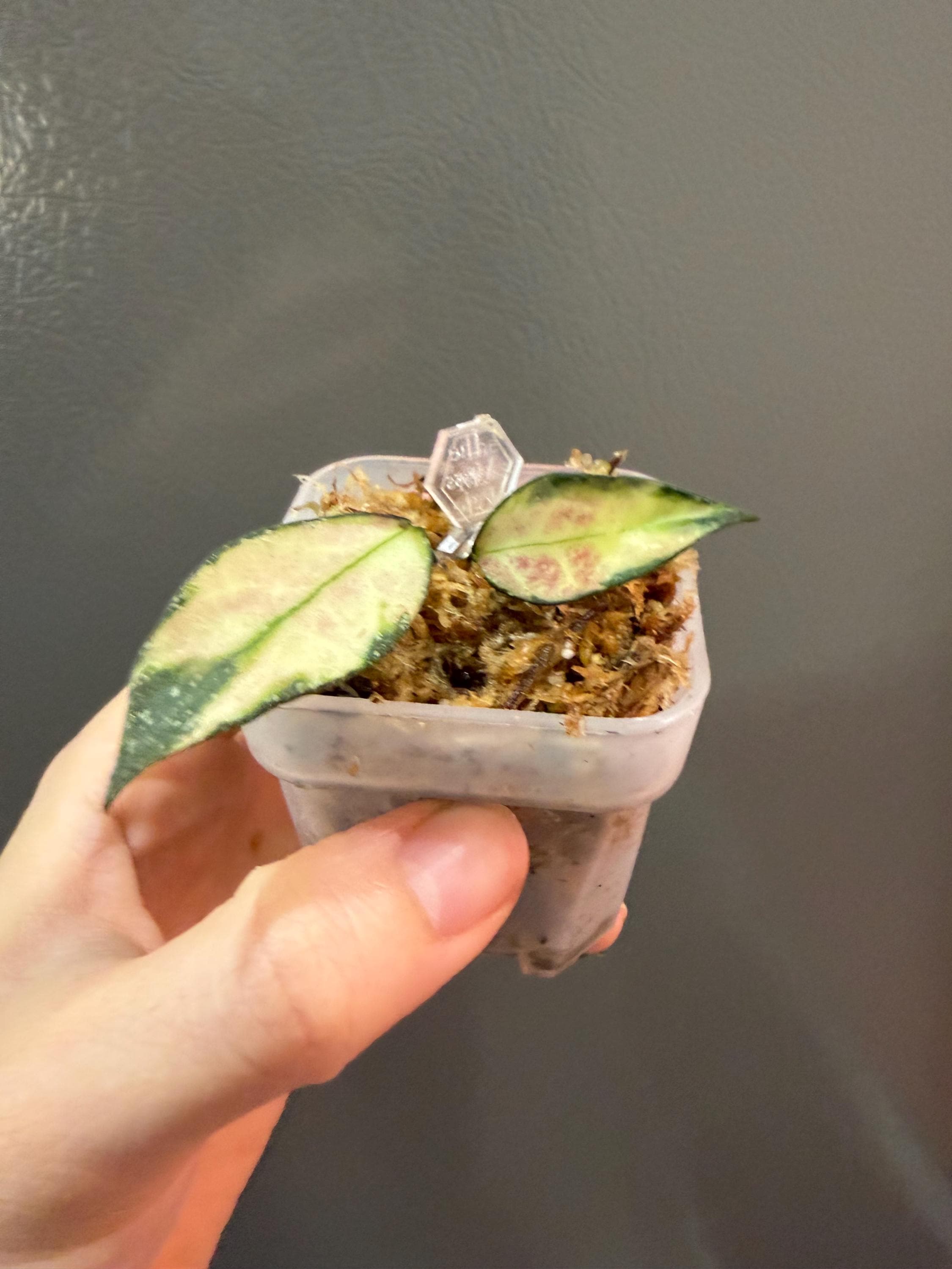 hoya nabawaensis variegated カット苗 Hoya nabawanensis (variegated) – Hoya Cuttings