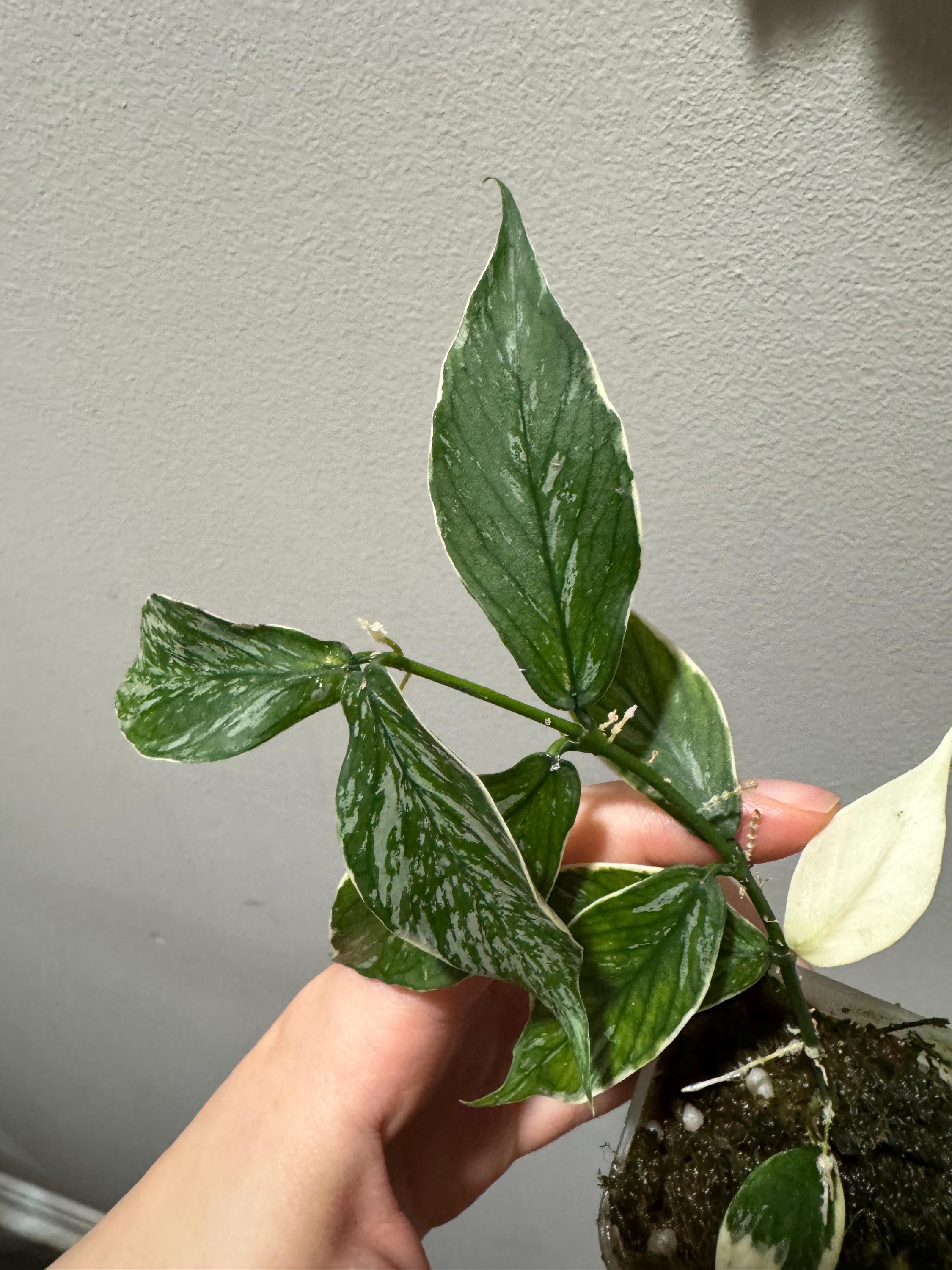 M*u様 Hoya polyneura albomarginata Hoya Polyneura Albomarginata – Curious Plant Killer