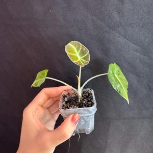 Alocasia Black Velvet Pink Variegated active growing plant. Exact Plant.