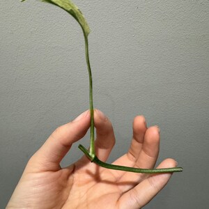 Monstera laniata mint variegated narrow form cutting Variegated monstera Laniata US seller, exact plant image 6