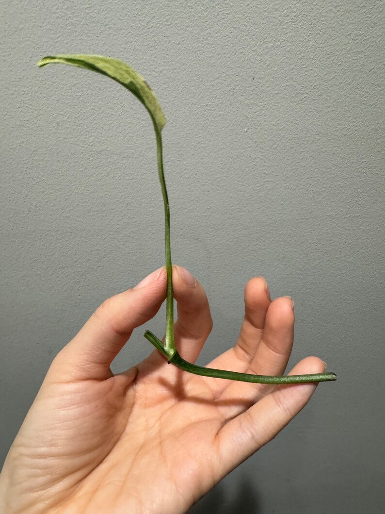 Monstera laniata mint variegated narrow form cutting Variegated monstera Laniata US seller, exact plant image 6