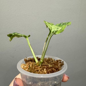 monstera laniata marbré haute panachure bouture enracinée en croissance active. Vendeur américain, plante exacte image 4
