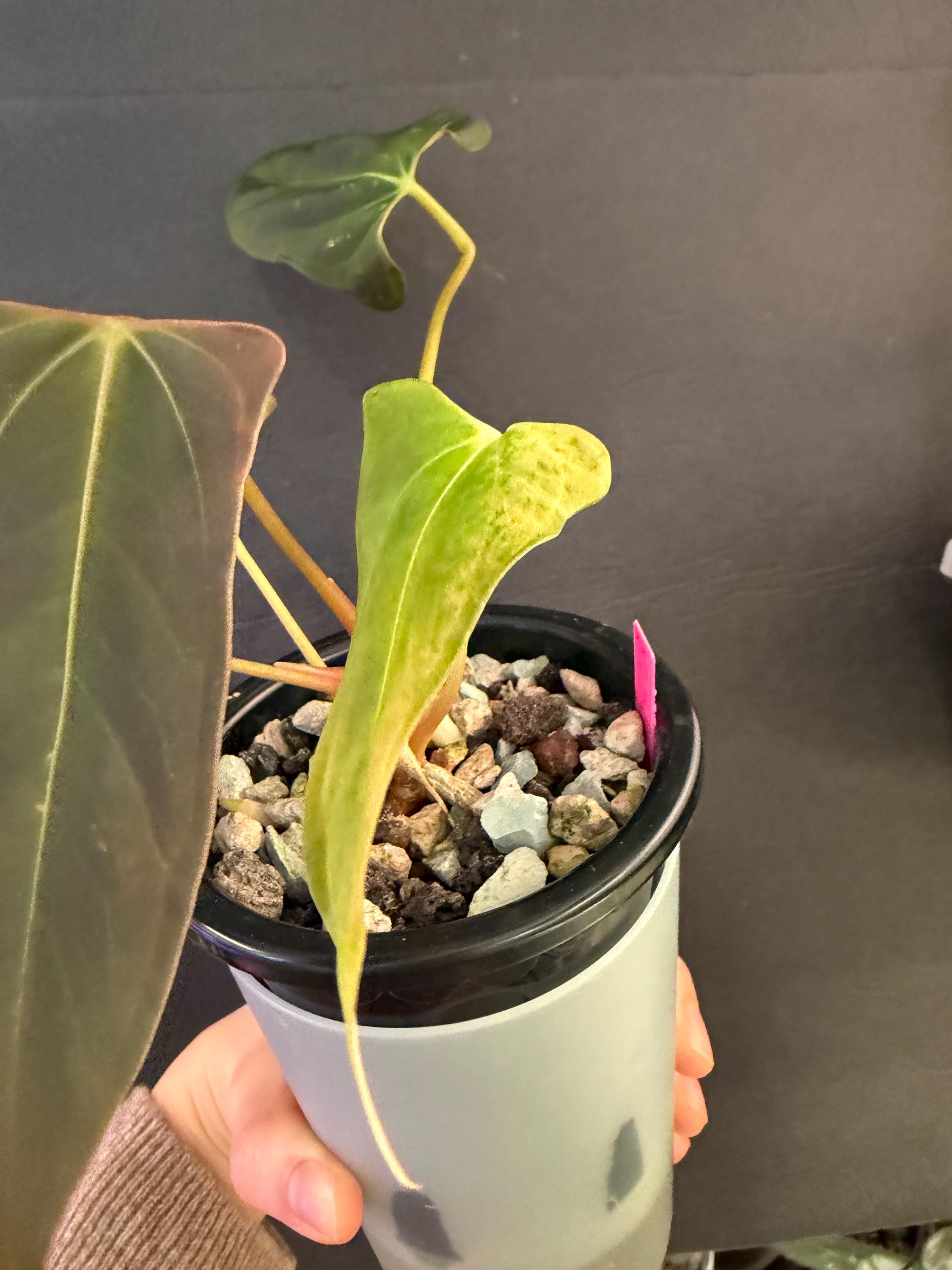 Anthurium RLFS X Mr. Worldwide Active Growing Plant! Exact Plant Fast ...