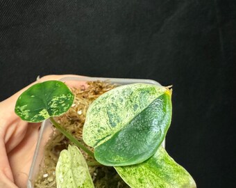 Alocasia Dragon Scale Mint variegated rooted active growing plant. Exact Plant