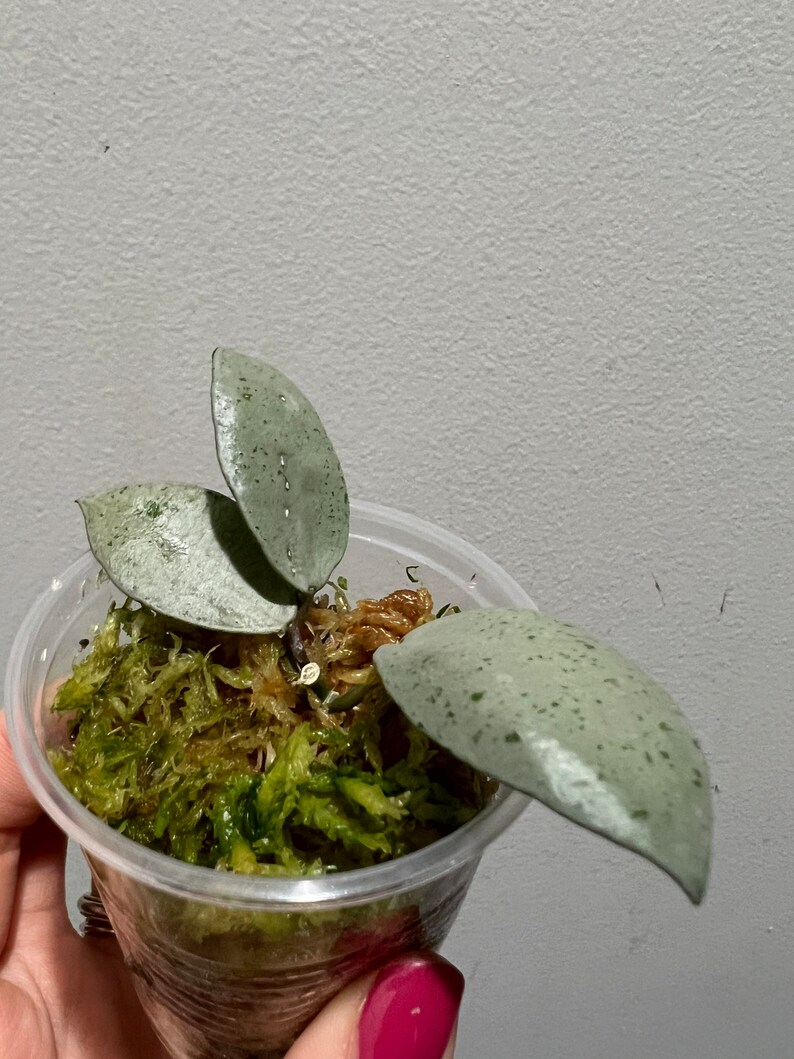 Hoya Lacunosa Silver Mint Coin Rooted Cutting. Exact Plant Etsy