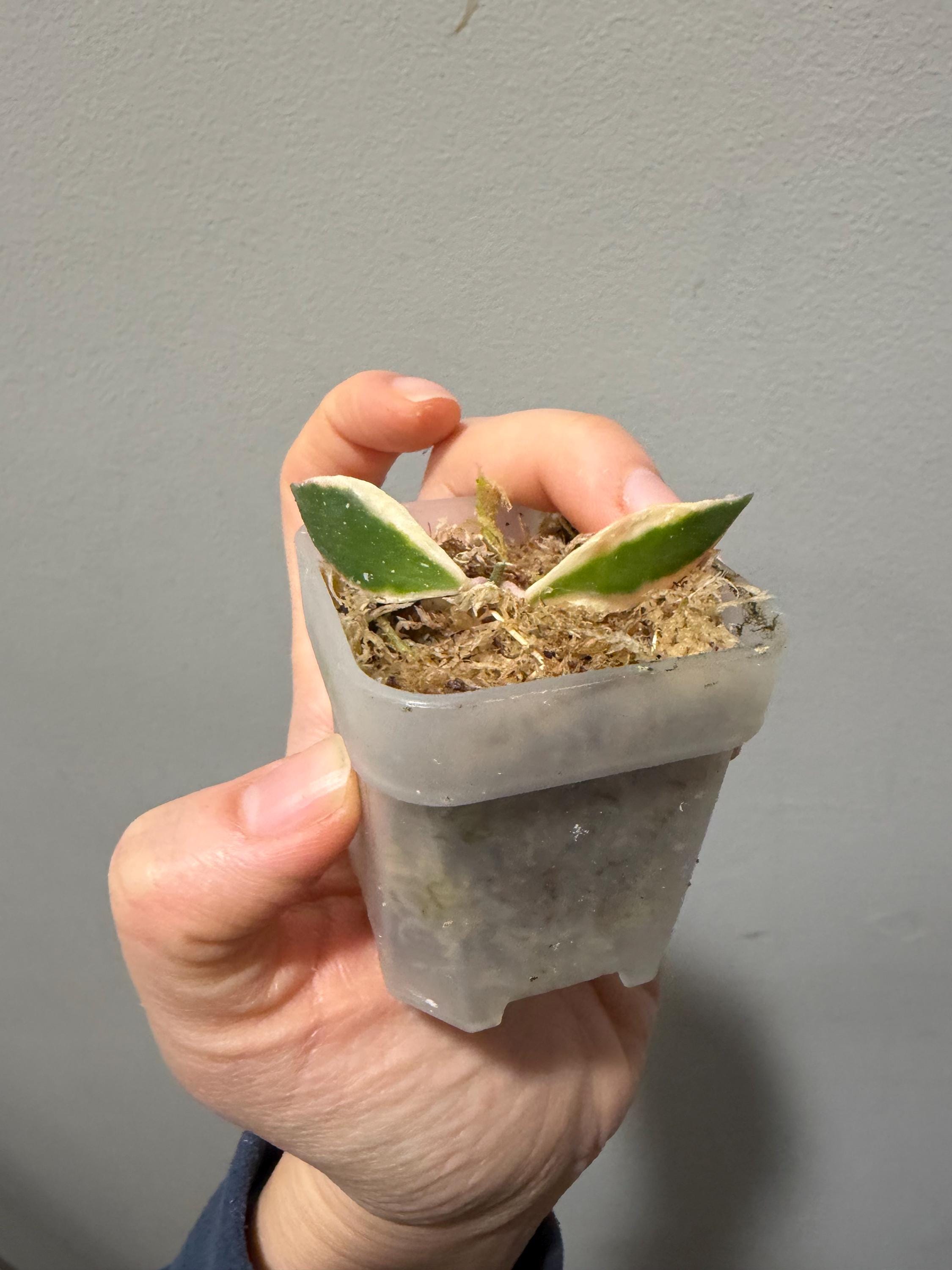 Hoya bakoensis variegated 4~5センチカップ植え