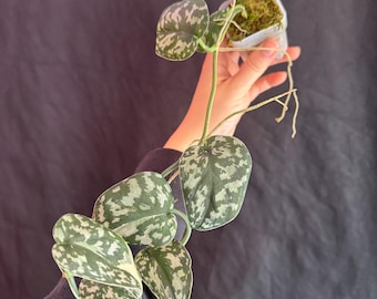 Scindapsus Matcha (maharlika); Green on Green - Exact Plant; US