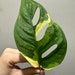 see more listings in the Monstera section