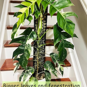 May include: A variegated Monstera plant with large, green and white leaves growing up a moss pole. The plant is in a white pot and is sitting on a set of wooden stairs. The text "Bigger leaves and fenestration after apply The Moss Pole" is visible at the bottom of the image.