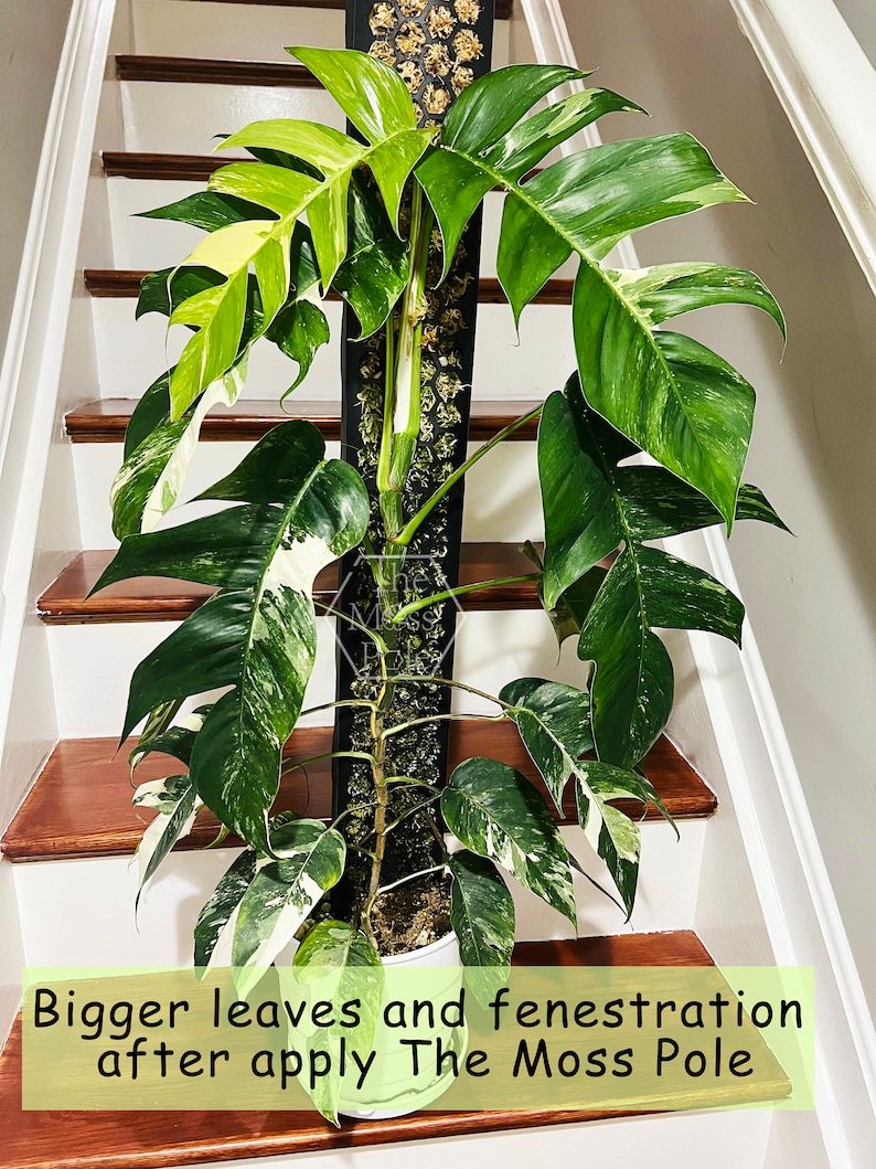 Climbing Plant Moss Pole Black the Moss Pole Plant Trellis Etsy