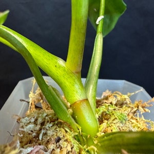 Philodendron ilsemanii rooted active growing. 2 growing points. super rare plant from Kunzo farm Fast shipping exact plant US seller image 3