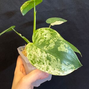 Philodendron ilsemanii rooted active growing. 2 growing points. super rare plant from Kunzo farm Fast shipping exact plant US seller image 7