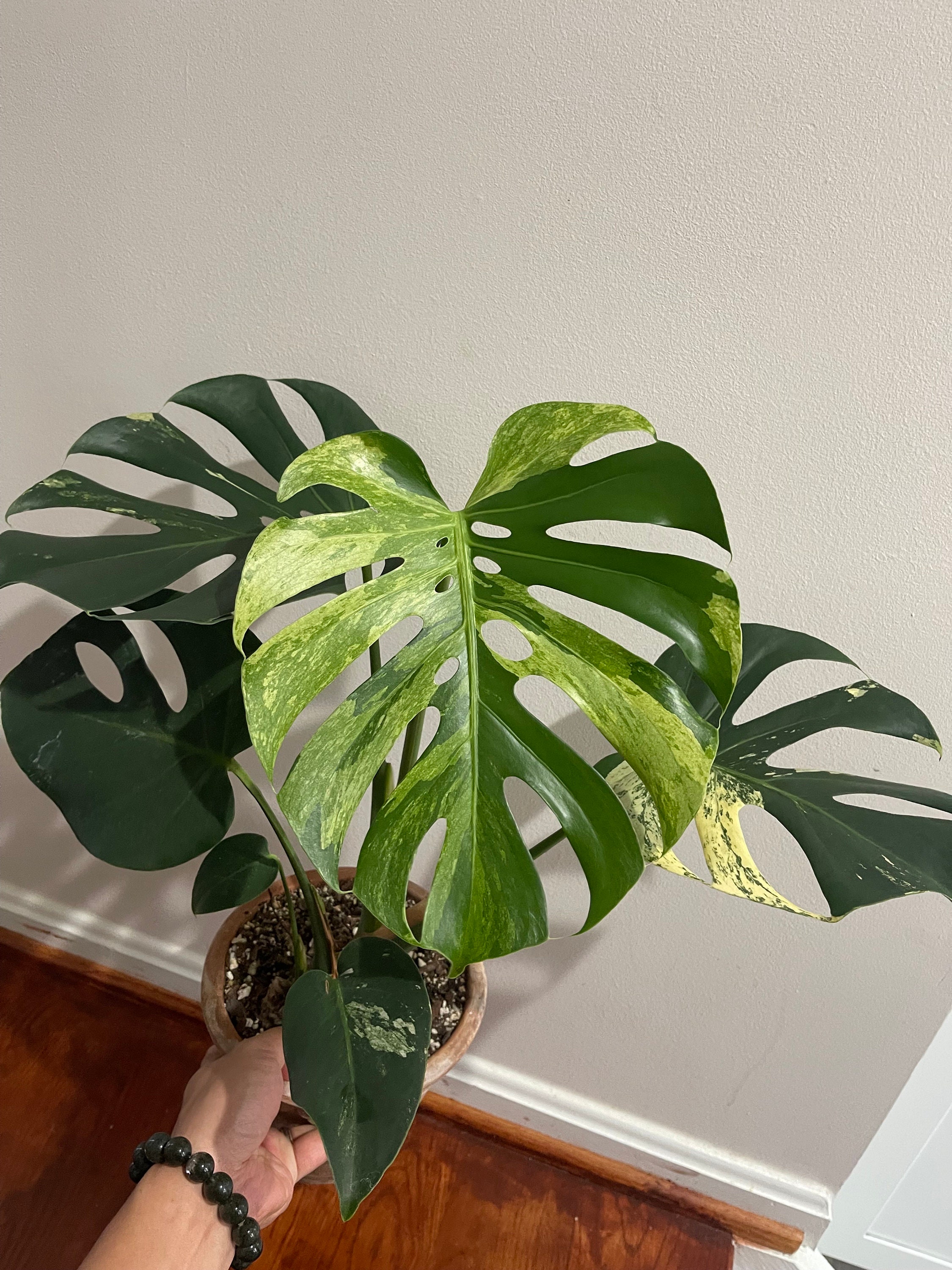 Monstera mint large form variegated 'white tear' active Monstera mint large form variegated 'white tear' active