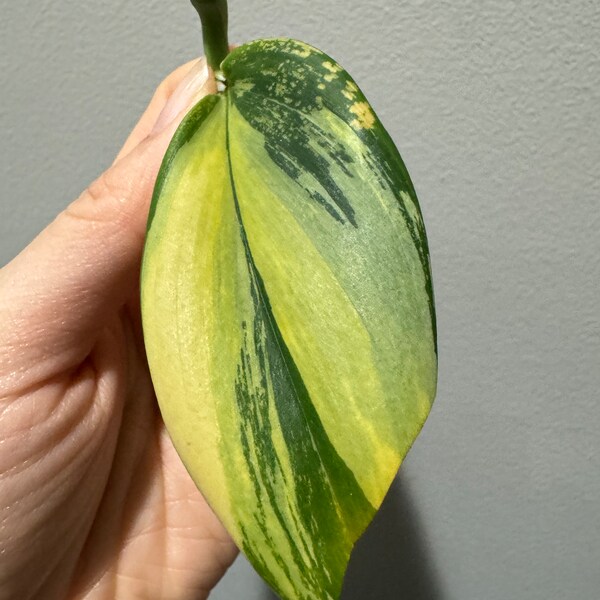 Variegated Scindapsus Treubii aurea variegated cutting, exact plant, ship fast