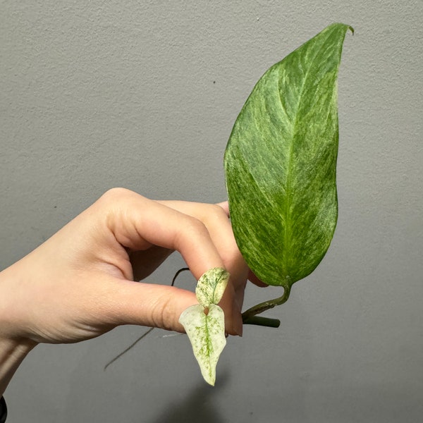 Monstera laniata mint variegated narrow form rooted cutting active growing. Variegated monstera Laniata US seller, exact plant