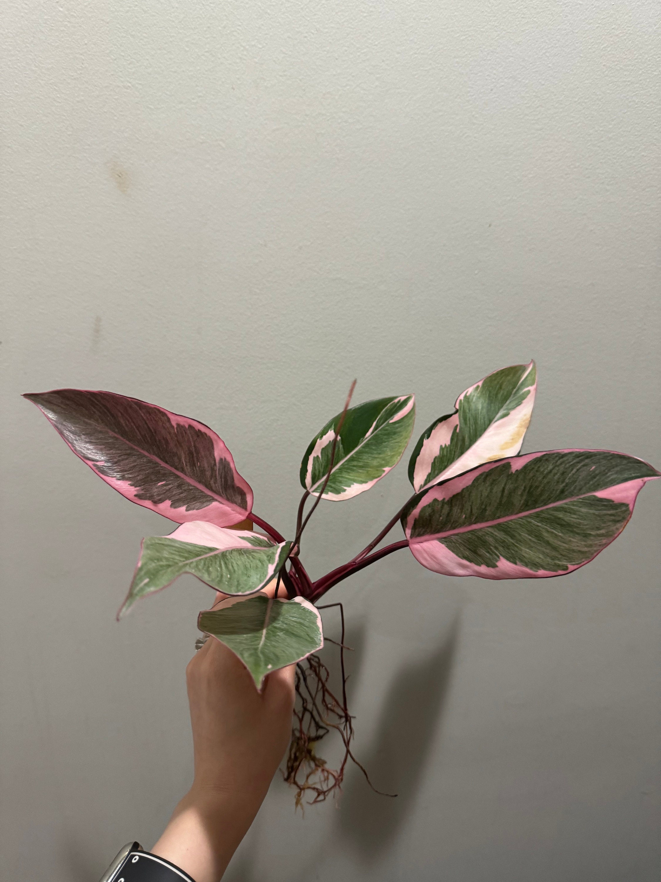 syngonium white butterfly plant White Butterfly Plant  Syngonium White Butterfly 1 gal. / Light Green / With Pot