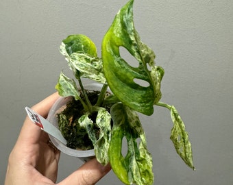 Monstera adansonii Mottled / モンステラ 正しく ミント⑦