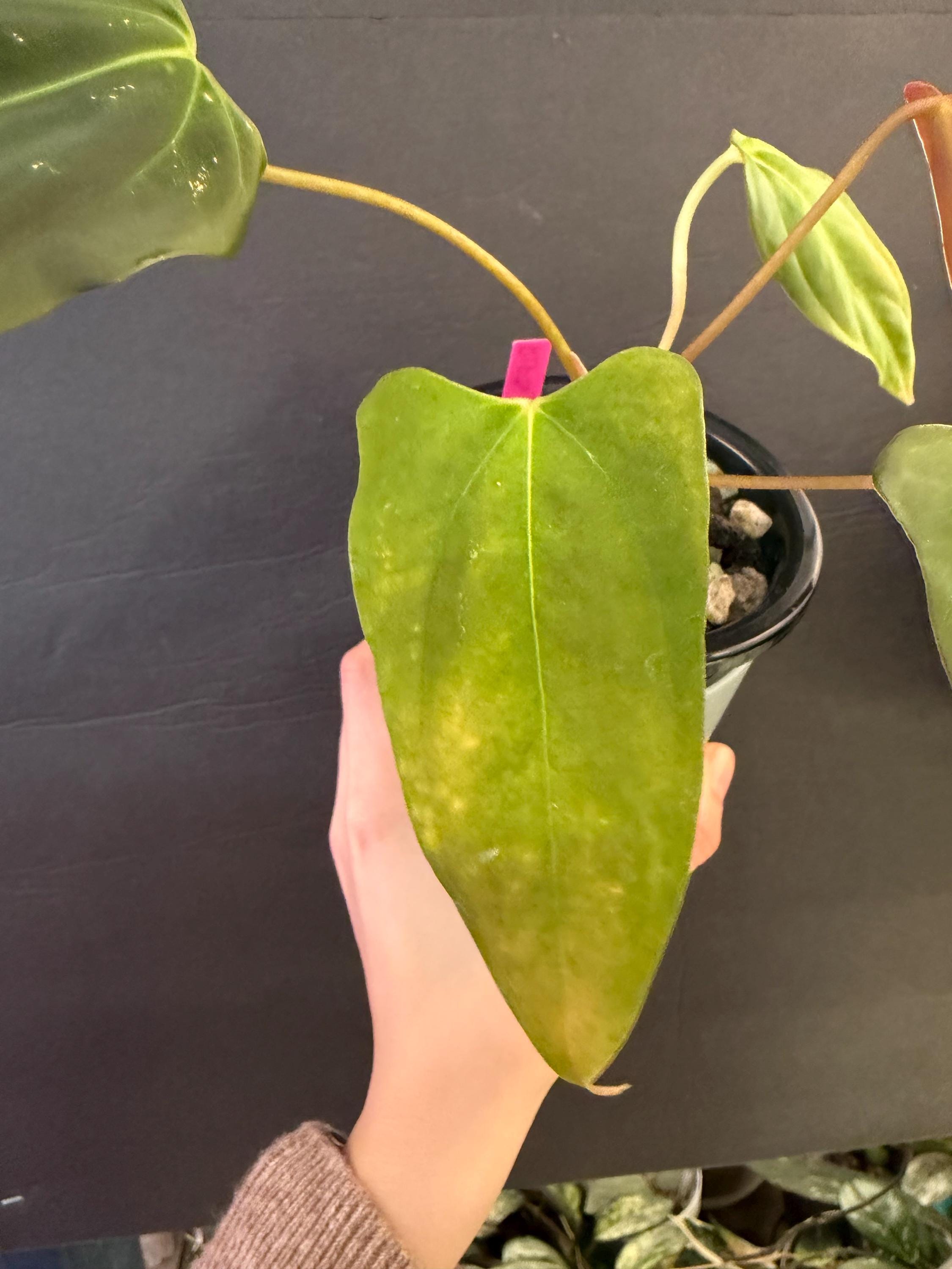 Anthurium RLFS X Mr. Worldwide Active Growing Plant! Exact Plant Fast ...