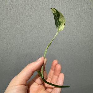 Monstera laniata mint variegated narrow form cutting Variegated monstera Laniata US seller, exact plant image 7