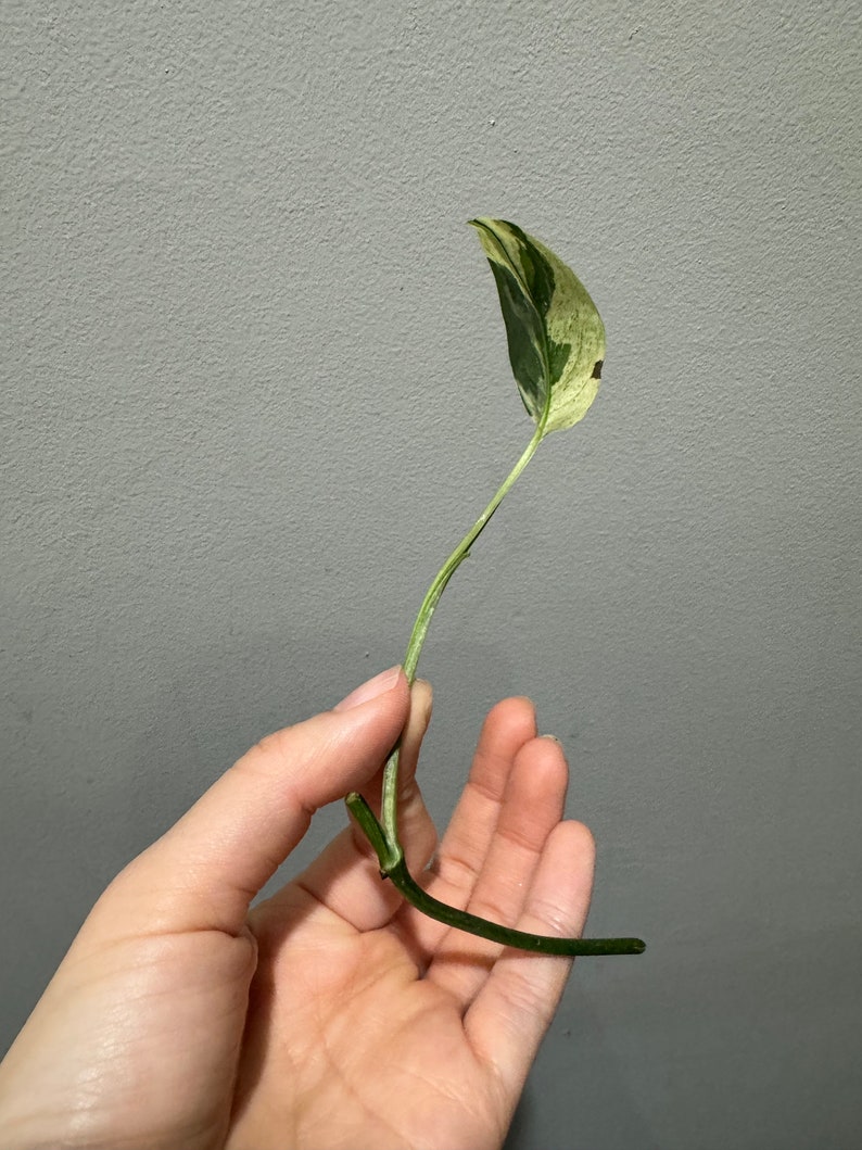 Monstera laniata mint variegated narrow form cutting Variegated monstera Laniata US seller, exact plant image 7