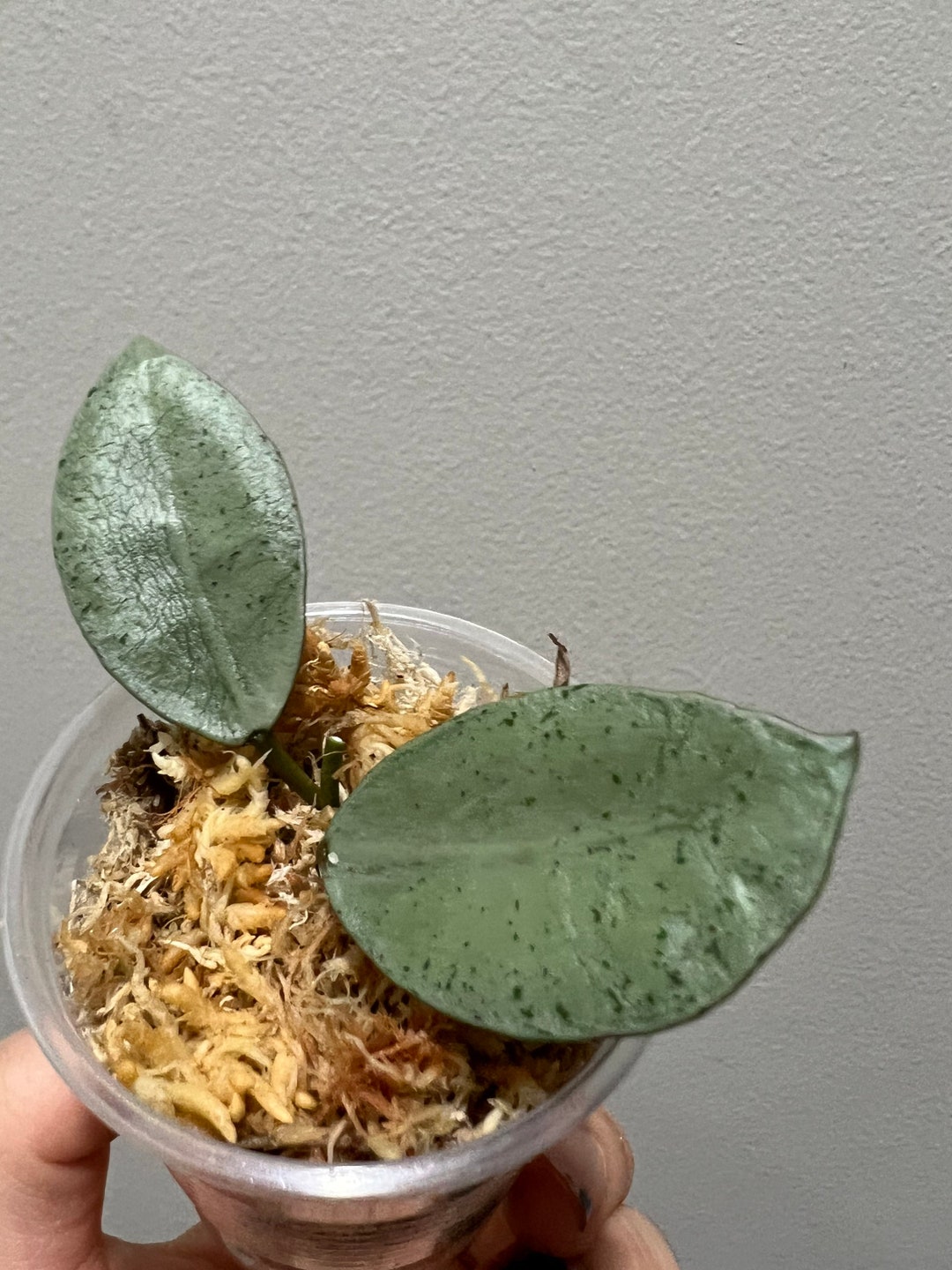 Hoya Lacunosa Silver Mint Coin Cutting. Exact Plant Fast Etsy