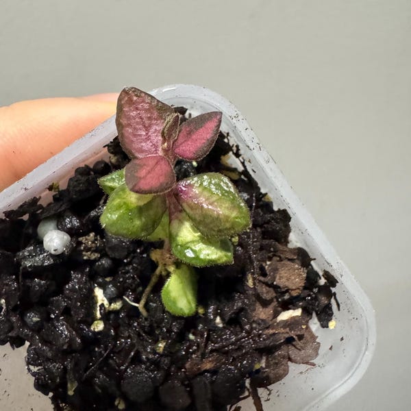Hoya chinghungensis variegated rooted cutting active growing. exact plant fast shipping