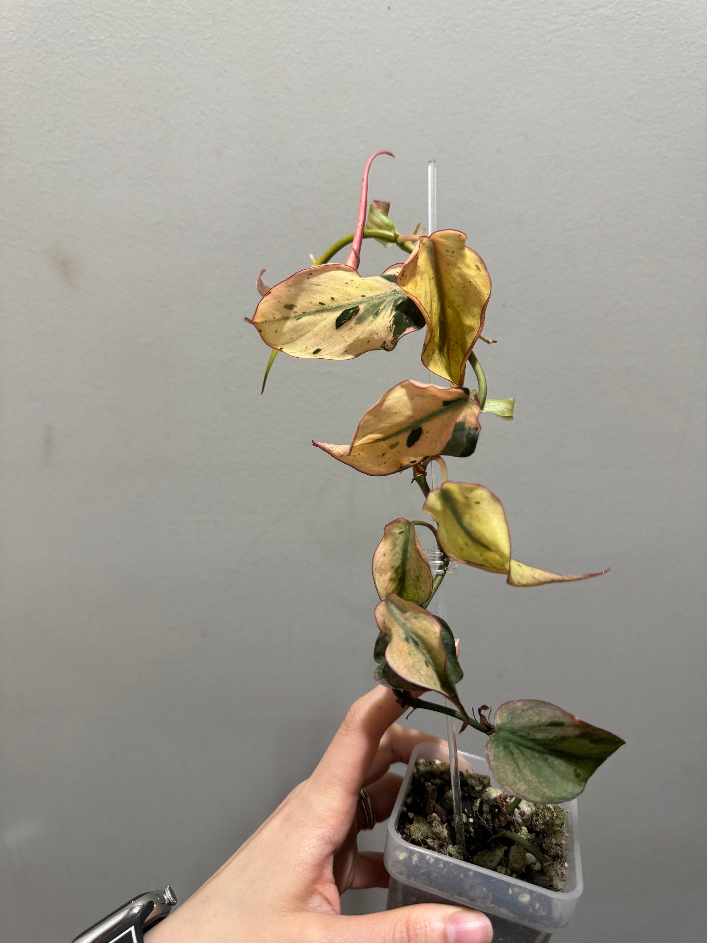 Philodendron micans mint variegated rooted active growing large