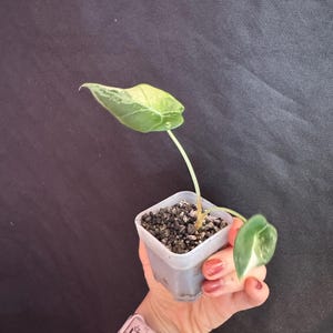 Alocasia Black Velvet Pink Variegated active growing plant. Exact Plant.