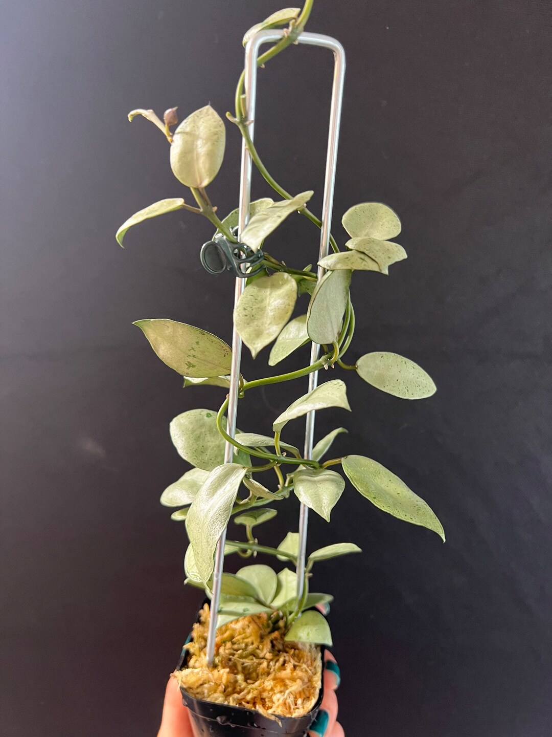 Hoya Lacunosa Silver Mint Coin Rooted Actively Growing. Many Etsy