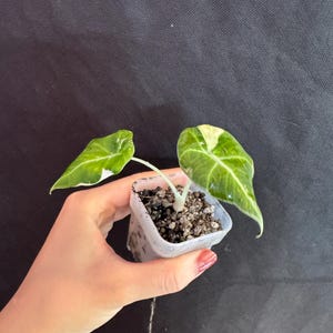 Alocasia Black Velvet Pink Variegated active growing plant. Exact Plant.