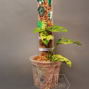 May include: A Monstera Albo plant growing on a moss pole with a clear plastic pot. The plant has variegated leaves with green and white patches. The moss pole is labeled "The Moss Pole".