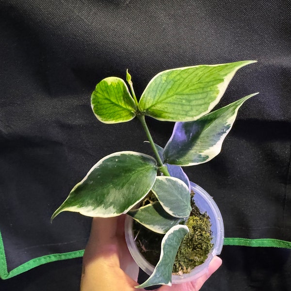 Hoya polyneura albomarginata rooted cutting active growing. Exact plant fast shipping