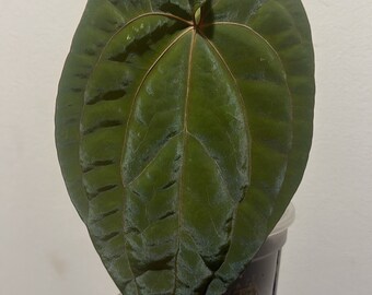 Anthurium dark Phoenix red Vein rooted active growing plant. Exact Plant