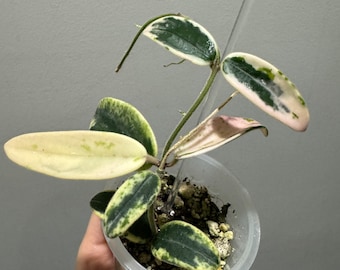 hoya Lyi Prism rooted cutting active growing. Exact plant fast shipping