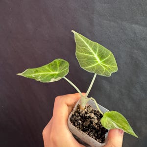 Alocasia Black Velvet Pink Variegated active growing plant. Exact Plant.