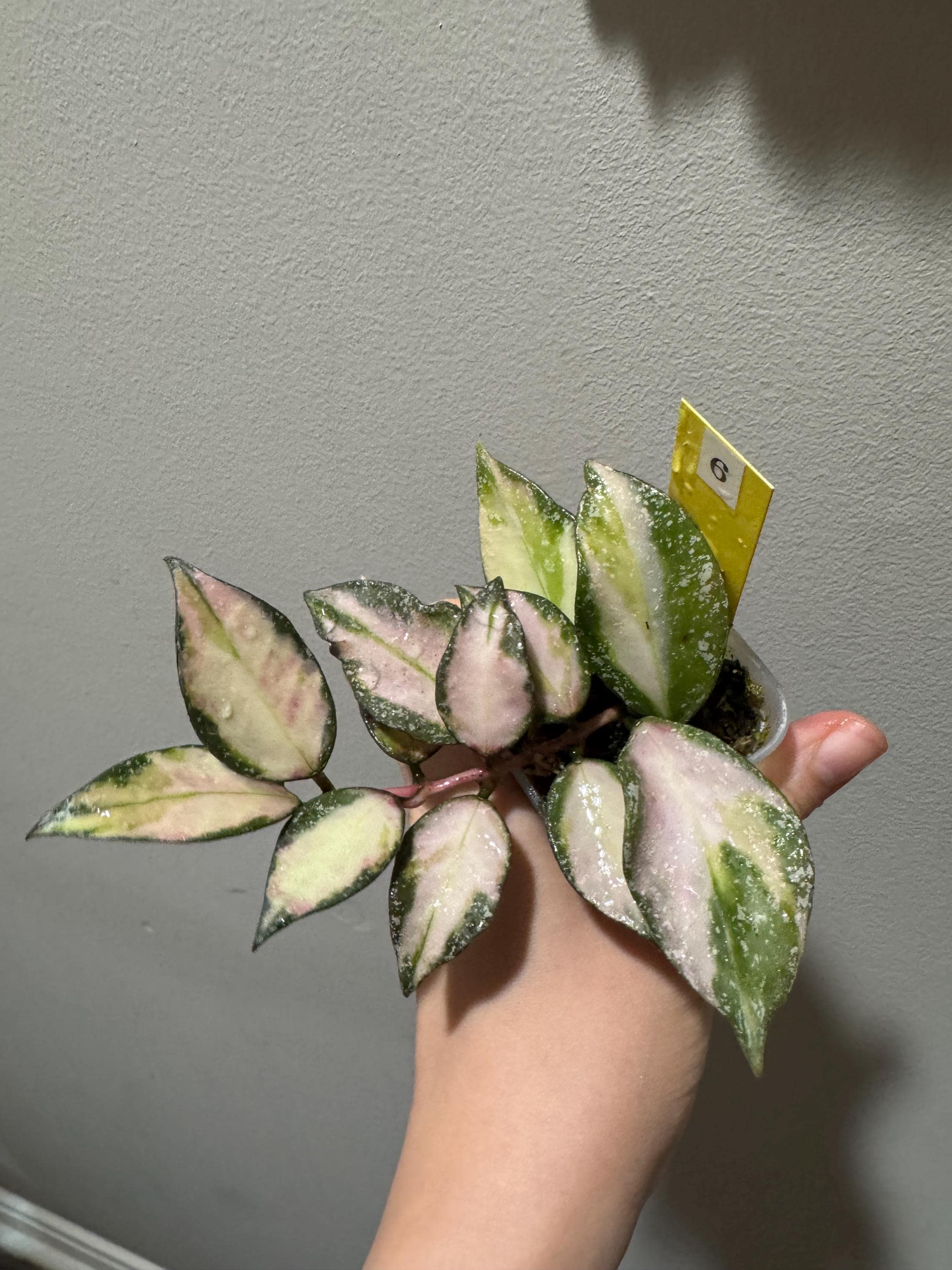 Hoya Nabawanensis Variegated Rooted Cutting Active Growing. Exact