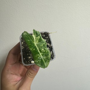 High variegated Alocasia frydek variegated active growing plant. Exact Plant image 1