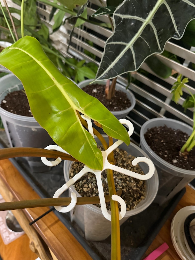Loop Support Plant Plant Stem Support Clips in 3-8 Inch | Climbing Plant Trellis | Plant ...