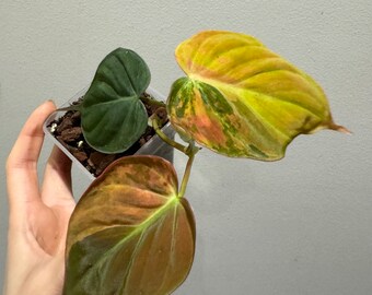 Philodendron micans variegated aurea active plant! High Variegation!Fast shipping exact plant！US seller!