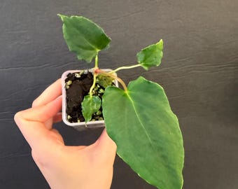 Anthurium papillilaminum 'Ralph Lynam' self X Self active growing plant! Exact plant Fast shipping