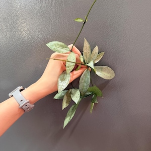 Hoya lacunosa winter pandora cutting. Exact plant fast shipping