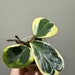 see more listings in the Hoya Variegated section