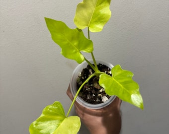 Philodendron Golden warscewiczii variegated! High Variegation!Fast shipping exact plant！US seller!