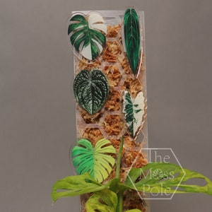 Moss Pole Pin | Aroid Rare Plant Decoration