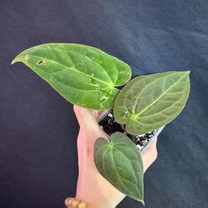 Anthurium Carla X BVEP active growing plant! Exact plant Fast shipping