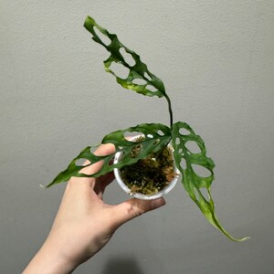 Monstera Obliqua Peru active growing plant! Exact plant fast shipping! US seller