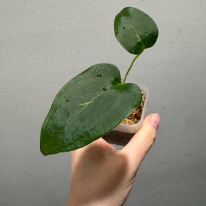 Anthurium RLFS X Mr. Worldwide active growing plant! Exact plant Fast shipping