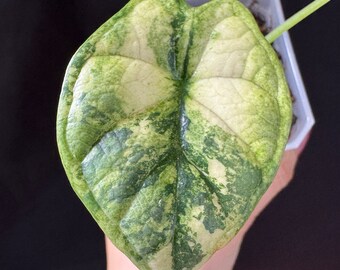 Alocasia dragon scale albo variegated active growing plant. Exact Plant