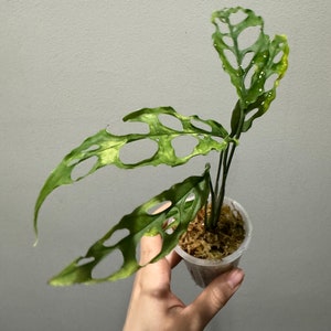 Monstera Obliqua Peru active growing plant! Exact plant fast shipping! US seller